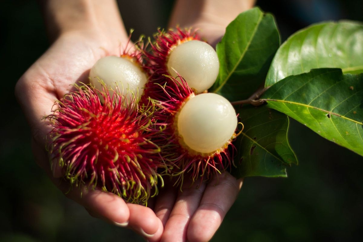 Apa Kandungan dan Manfaat Buah Rambutan? Ini Ulasannya…