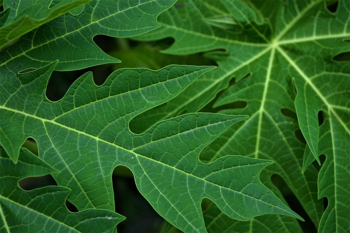 Orang dengan Penyakit Apa yang Tidak Boleh Makan Daun Pepaya?